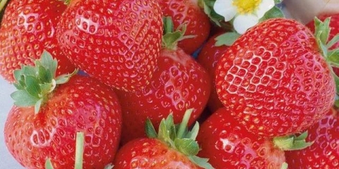 Elsanta jagode - opis sorte